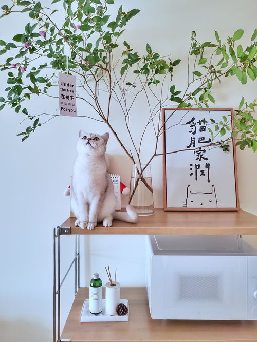 寵物用品如何收納？規劃整理師教你巧用寵物衣架